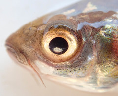 Enteromius paludinosus