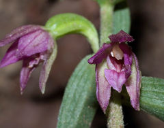 Epipactis placentina