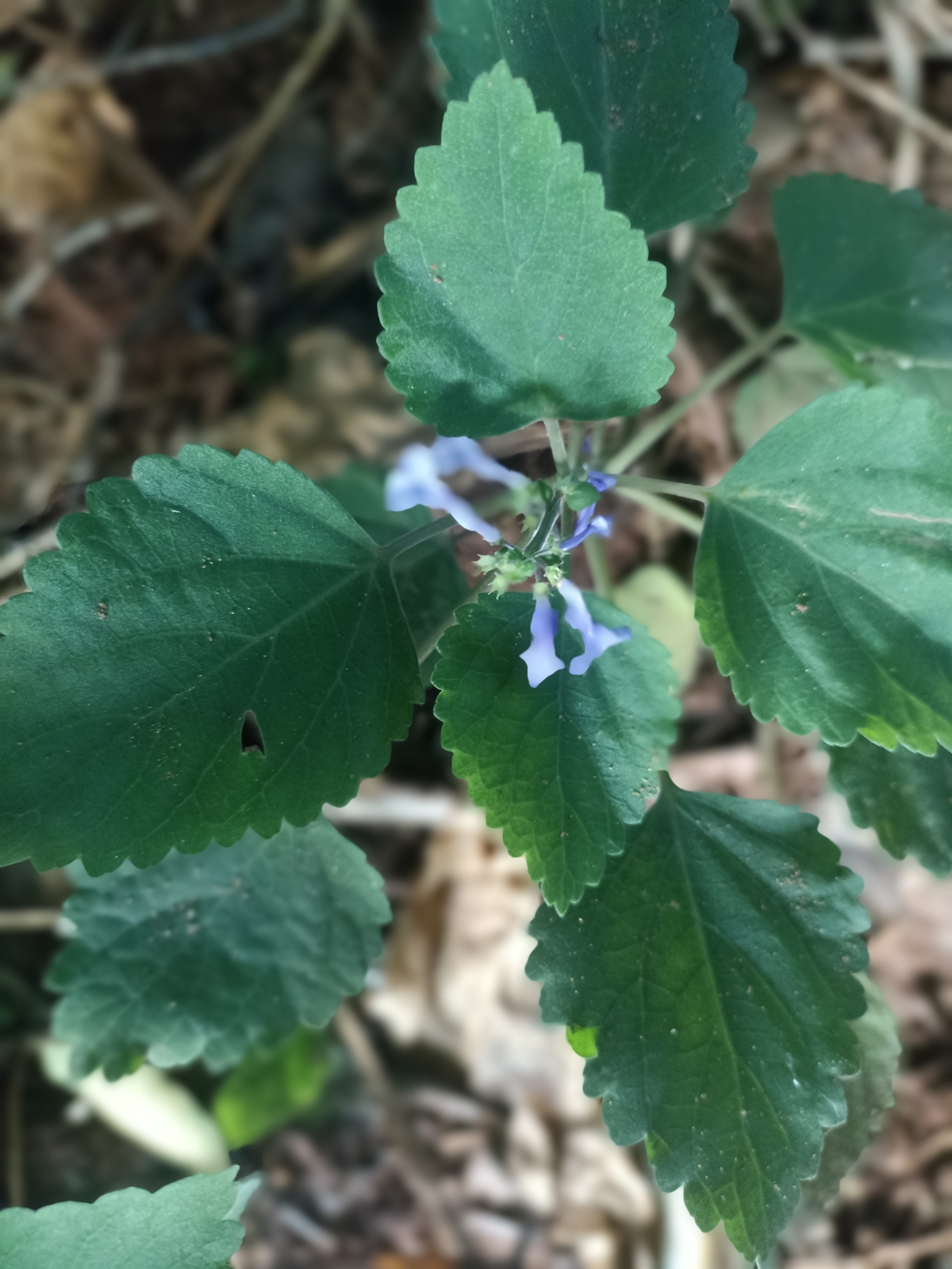 Imagem de Lavanda-do-zulu