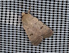 Caradrina aspersa