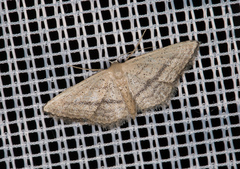 Idaea mediaria