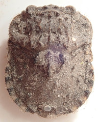 Nerthra grandicollis