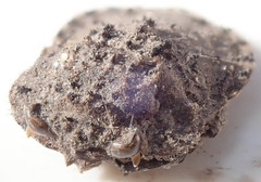 Nerthra grandicollis