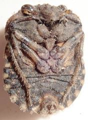 Nerthra grandicollis