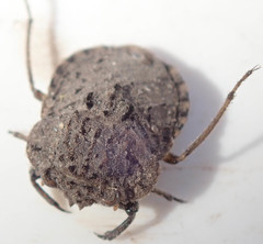 Nerthra grandicollis