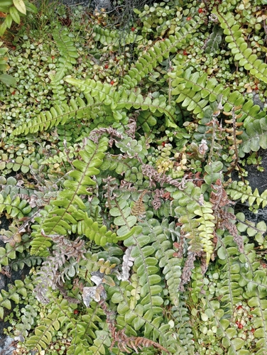 Image of Blechnum banksii by (c) John Barkla, some rights reserved (CC BY)