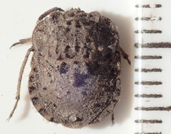 Nerthra grandicollis