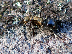 Polyrhachis semiaurata