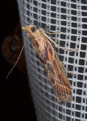 Ancylosis cinnamomella