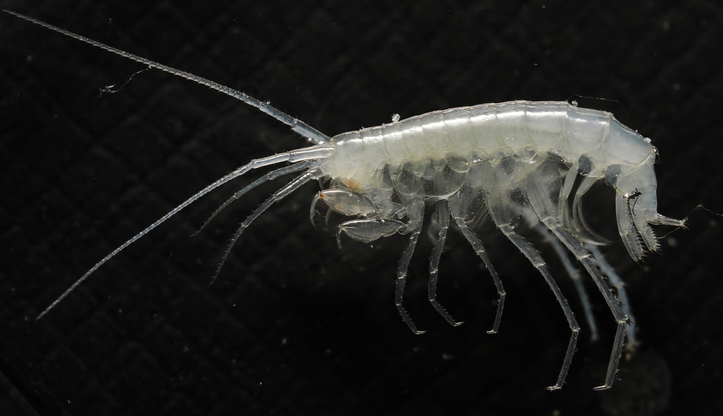 Ezell's Cave Amphipod