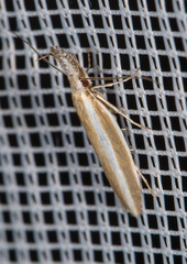 Pleurota aristella
