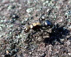 Polyrhachis semiaurata