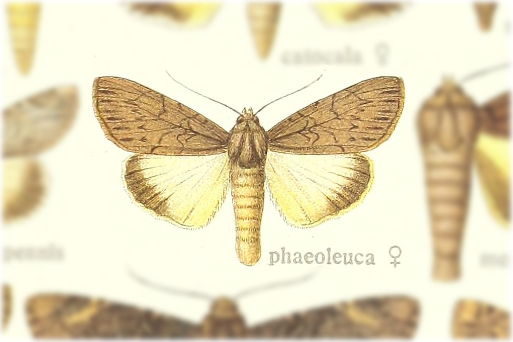 Ulotrichopus phaeoleuca
