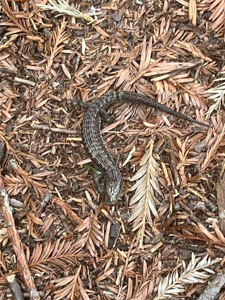 Northern Alligator Lizard from Bolinas Ridge Trail, Bolinas, CA, US on ...