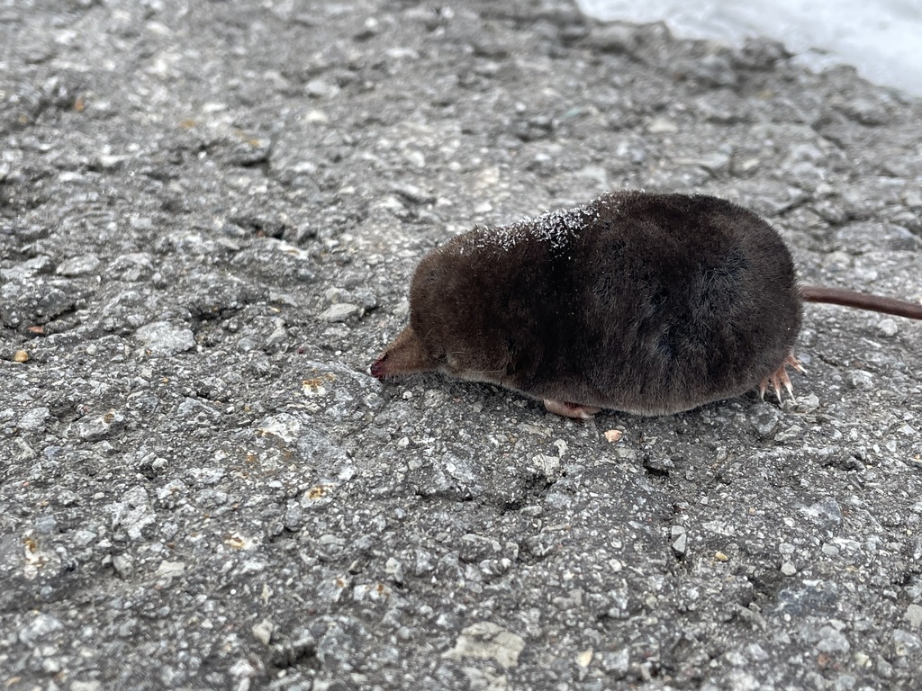 Long-Clawed Shrew