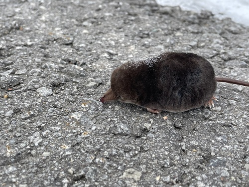Long-clawed Shrew (Sorex unguiculatus) — Least Concern Mammalia