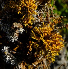 Dufourea flammea