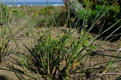 Cladoraphis cyperoides