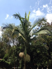Arecoideae