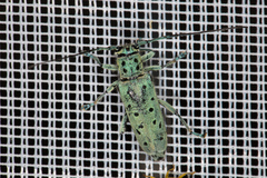 Saperda punctata
