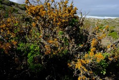 Dufourea flammea