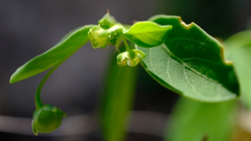 Meineckia filipes thumbnail