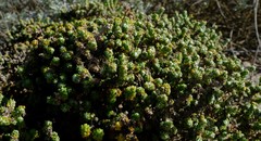 Pharnaceum microphyllum