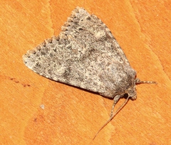 Apamea platinea