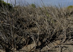 Cladoraphis cyperoides