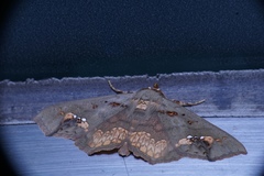 Lopharthrum comprimens