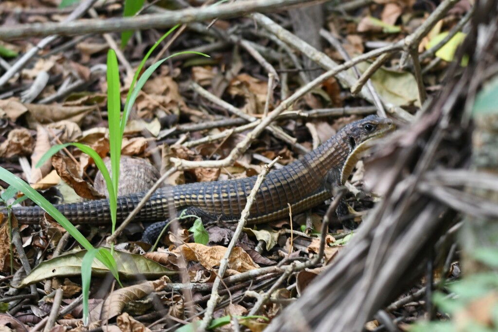 Lizerd Ruff Rough-scaled Plated Lizard from Jozani Forest, Mapopwe, Tanzania on ...