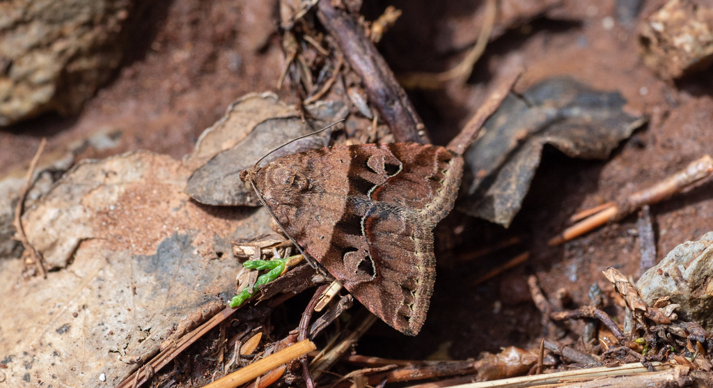 Ozarba terribilis