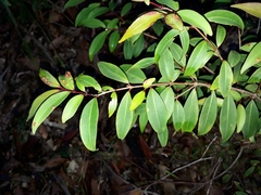 Pilidiostigma glabrum