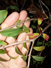 Pilidiostigma glabrum