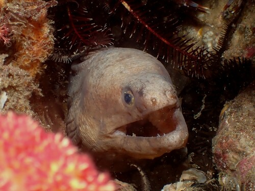 Brown moray (Gymnothorax monochrous) — Muraenidae — 4
