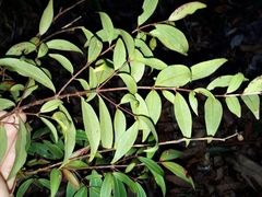 Pilidiostigma glabrum