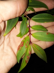 Pilidiostigma glabrum