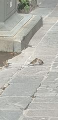 Passer domesticus