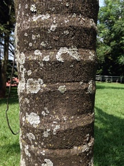 Arecoideae