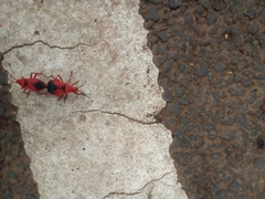Probergrothius sanguinolens