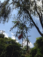Melaleuca viminalis