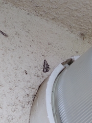 Eupithecia succenturiata