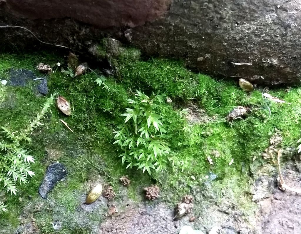 Black-toothed Nodding Moss