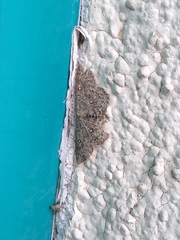 Cyclophora pendularia