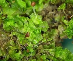 Fossombronia wondraczekii