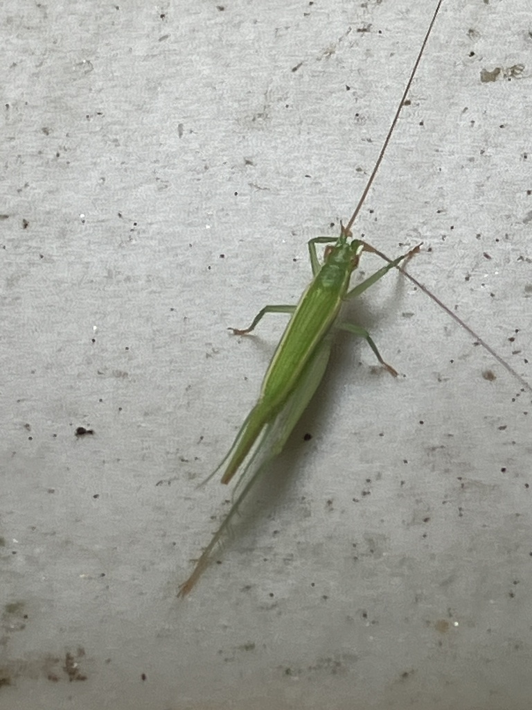 Hebardinella