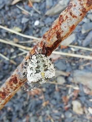 Araneus circe