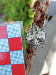 Araneus circe
