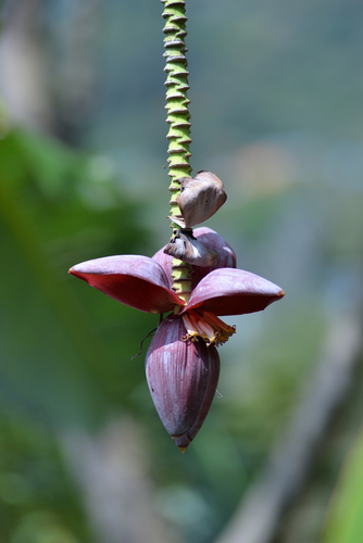 Foto de Bananeira selvagem