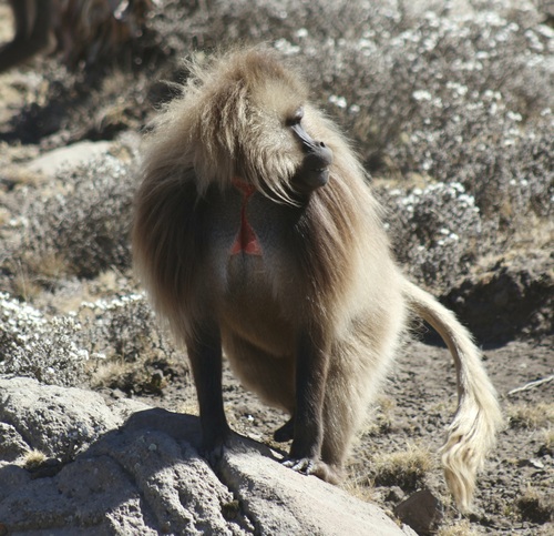 Gelada